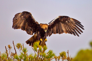 Stunning wild life experience during your holiday in Ronda - Andalucia
